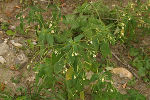 Kleinblütiges Springkraut 