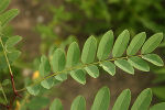 Blatt 