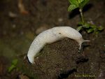 Rote Wegschnecke, Jungtier Rote Wegschnecke, Jungtier
