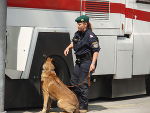 Ein Suchtgift-Stöberhund 
