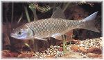 Aitel © http://www.stoer-angler.de/fischarten/aitel.jpg Aitel © http://www.stoer-angler.de/fischarten/aitel.jpg
