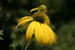 Sonnenhut © Emanuel Trummer Sonnenhut © Emanuel Trummer