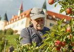 Baumschneiden – Sommerschnitt Baumschneiden – Sommerschnitt