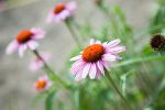Blütenduft und Kräuterzauber im Frühling Blütenduft und Kräuterzauber im Frühling