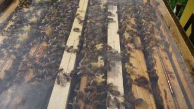 Bienen beim Einflug © NaturErlebnisPark Bienen beim Einflug © NaturErlebnisPark