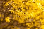 Strauchschnitt im Frühling Strauchschnitt im Frühling