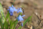 Ein Paradies für Bienen © Susanne Pammer Ein Paradies für Bienen