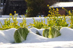 Wintergemüse © GROWI Wintergemüse
