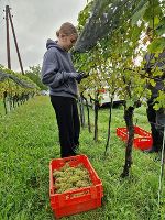 Weinlese © FS Neudorf