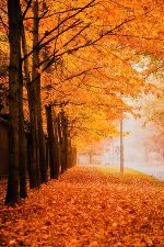 Herbststimmung Straße Graz © Janusz Walczak auf Pixabay