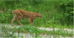 Wildtier im Wald: Ein Luchs auf einem schottrigen Weg.