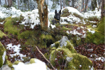 Steirischer Wald: Ein Tier ruht auf einem grünen Felsen, umgeben von Laub und Schnee.