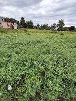 Kichererbsen 2025 © Land Steiermark