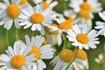 Blumenbild © cocoparisienne/Pixabay
