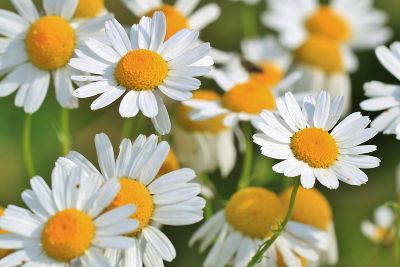 Nahaufnahme von Blüten mit leuchtenden Staubgefäßen, sanfte Farben.