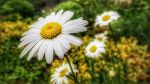 Blühende Margeriten im Grünen. Nahaufnahme einer einzelnen Blüte mit gelbem Mittelpunkt.