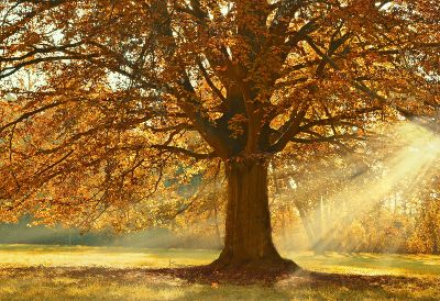 Herbstliches Bild. Ein Baum und Sonnenstrahlen.