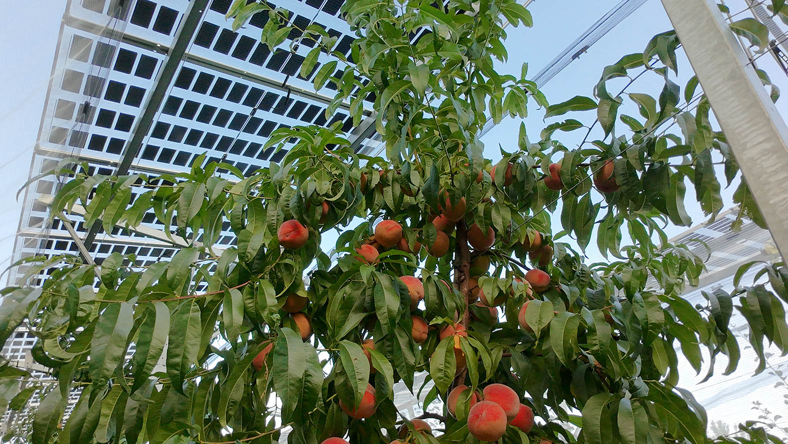 Zu sehen ist ein Pfirsichbaum mit vielen schönen Früchten unter der Agri Photovoltaikanlage
