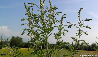 Ambrosia artemisiifolia Ambrosia artemisiifolia