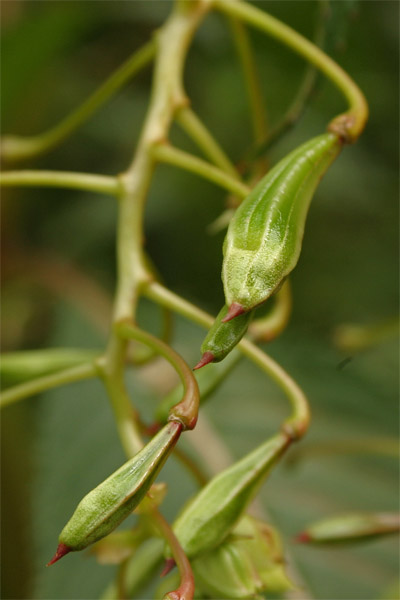 book plants of