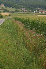 Gemulchter Straßenrand