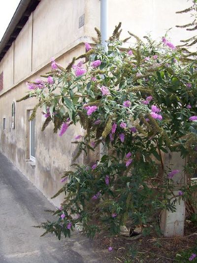 Buddleja davidii