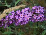 Rispe von Buddleja davidii