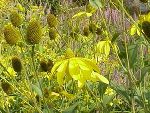Blüte des Schlitzblättrigen Sonnenhutes Blüte des Schlitzblättrigen Sonnenhutes