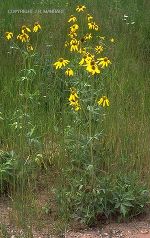 Rudbeckia laciniata auf Brachfeldern Rudbeckia laciniata auf Brachfeldern