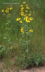 Rudbeckia laciniata auf Brachfeldern