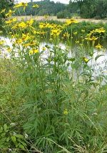 Rudbeckia laciiata an Gewässerrändern