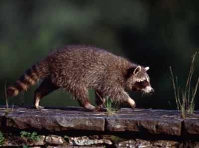 Waschbär Waschbär