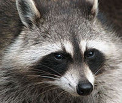 Waschbär Bild 2 Waschbär Bild 2