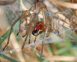 Giftigste Spinne Der Welt In Deutschland - DIE GEFÄHRLICHSTE SPINNE DER WELT - YouTube : Giftigste spinne der welt bananenspinne / giftige ammen dornfingerspinne breitet sich in deutschland aus br24 / sie wird häufig auch in anderen länder rund um den globus gesichtet, da sie durch den weltweiten bananentransport auch.