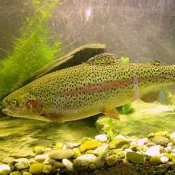 Regenbogenforelle Oncorhynchus Mykiss Verwaltung Land Steiermark