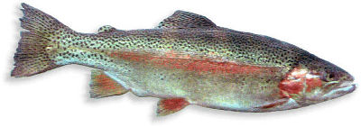 Regenbogenforelle © http://www.tierportraet.ch/bilder/regenbogenforelle.jpg Regenbogenforelle © http://www.tierportraet.ch/bilder/regenbogenforelle.jpg