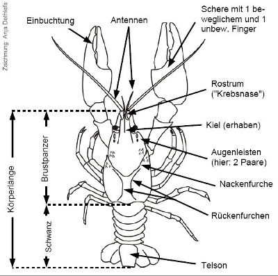 Körperbau Flusskrebs