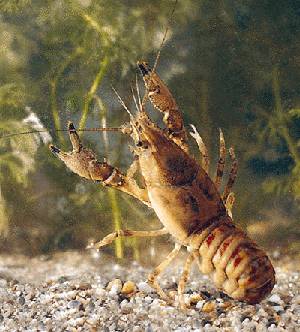 Kamberkrebs (Orconectes limosus) Verwaltung Land Steiermark