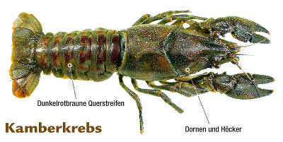 Kamberkrebs © Wiener Fischereiausschuss Kamberkrebs © Wiener Fischereiausschuss