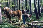 Alternative Holzbringung 