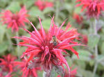 Monarda © Au(s)blicke Gosdorf Monarda © Au(s)blicke Gosdorf
