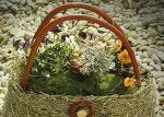 Blütenduft und Kräuterzauber im Frühling Blütenduft und Kräuterzauber im Frühling