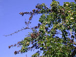 Befallsbild an Birne 