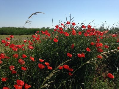 Wie Sommersprossen rot leuchtende Mohnblumen im Grün der Wiese. EPROM © Schmuck