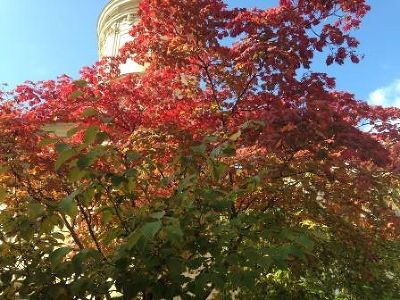 Der Herbst ist ein zweiter Frühling, wo jedes Blatt zur Blüte wird. (Albert Camus)