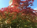 Der Herbst ist ein zweiter Frühling, wo jedes Blatt zur Blüte wird. (Albert Camus) © Schmuck