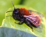 Wildbiene Sumsebrum nsucht einen Unterschlupf ©      