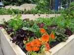 Urban gardening ©      