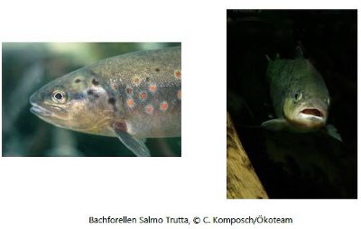 Bachforellen Salmo Trutta