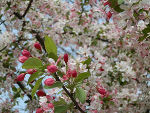 Blütenduft und Kräuterzauber im Frühling ©      